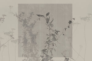 ARBOR VITAE
