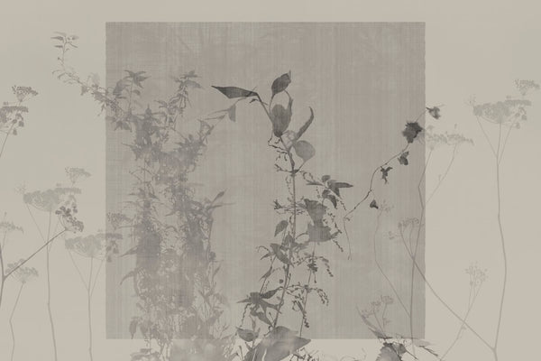 ARBOR VITAE