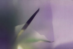 NARCISO