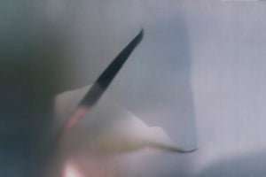 NARCISO