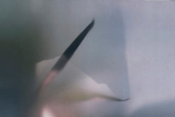 NARCISO