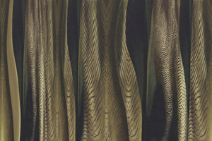 SAARI