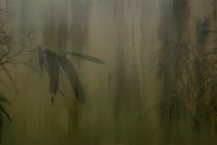 VIRIDIA